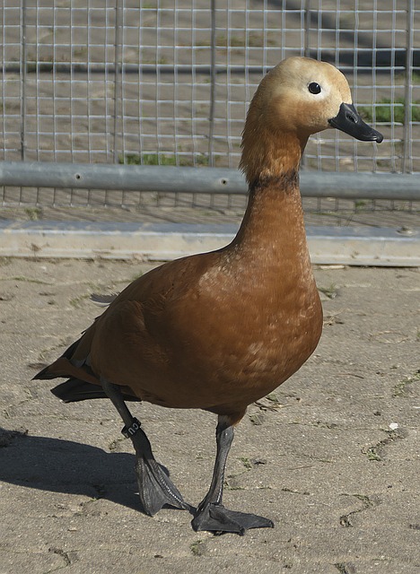 動能力
